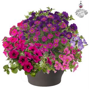 Bild von HP30 XXL Mix 03